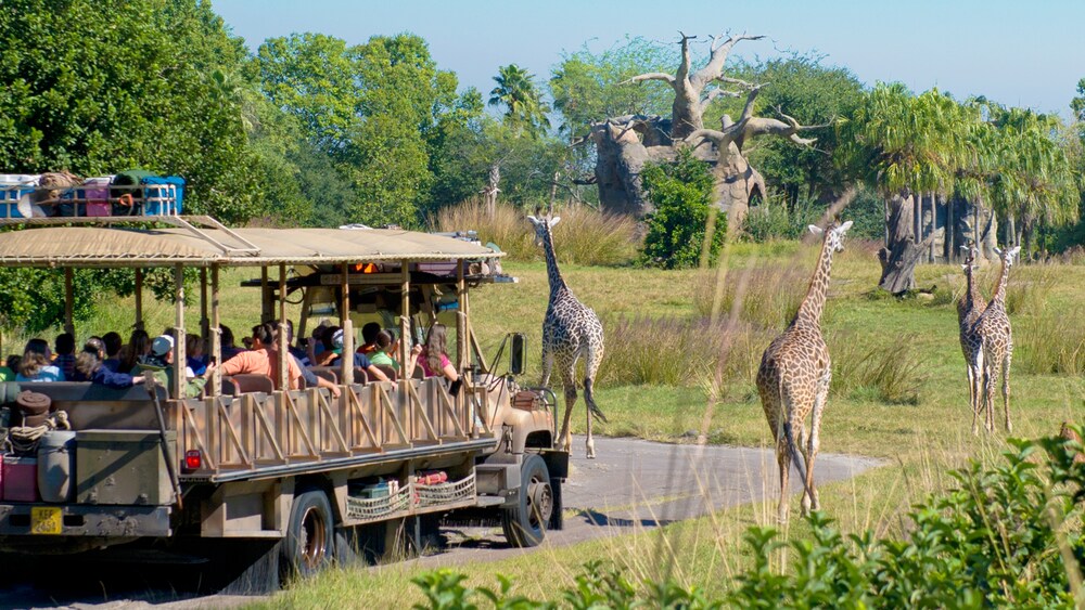 New Stroller Rental Test to Take Place at Disney's Animal Kingdom